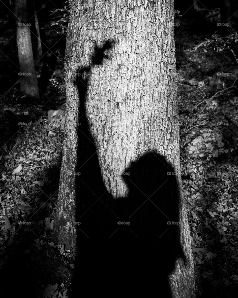 Shadow woman holding up a leaf to a tree; Black and White