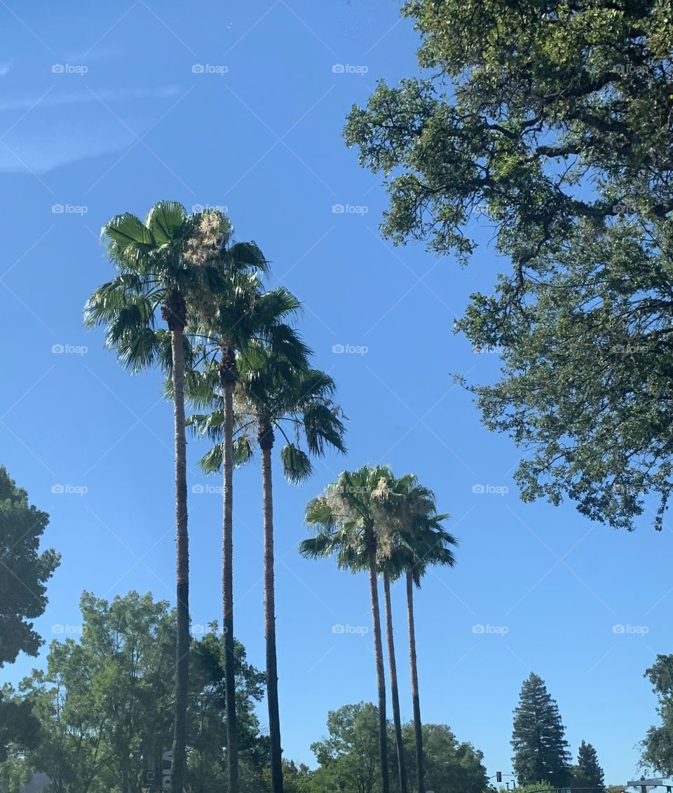 Palm trees in the big blue skies, USA, America