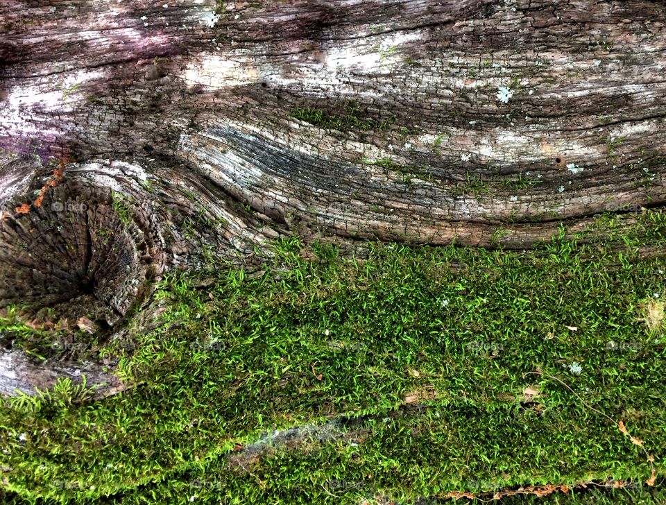 Mossy Log Background 
