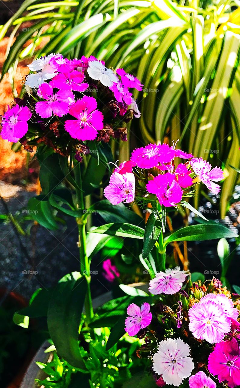 Beautiful flowers 