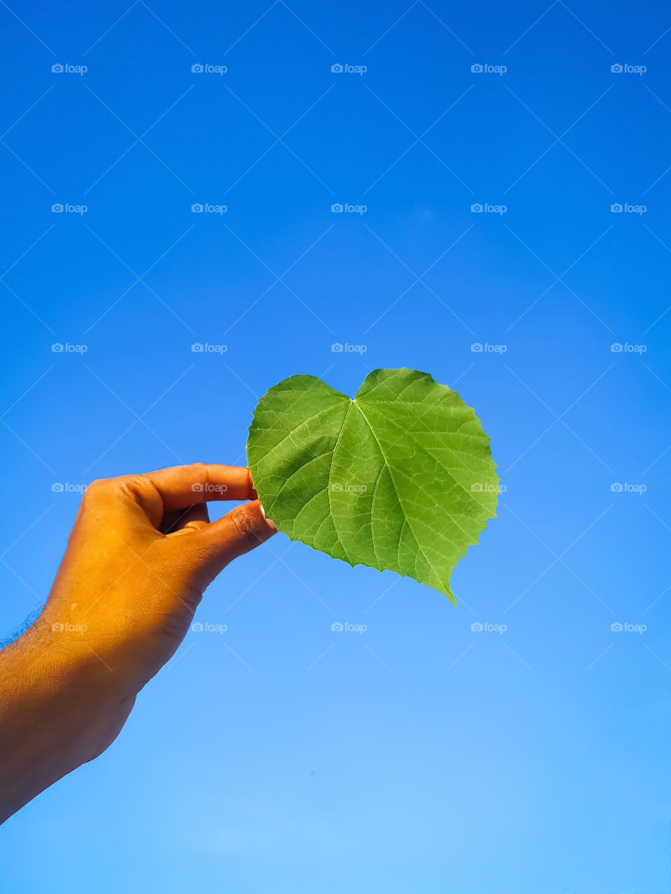 The green leaf in the boy hand on the blue background