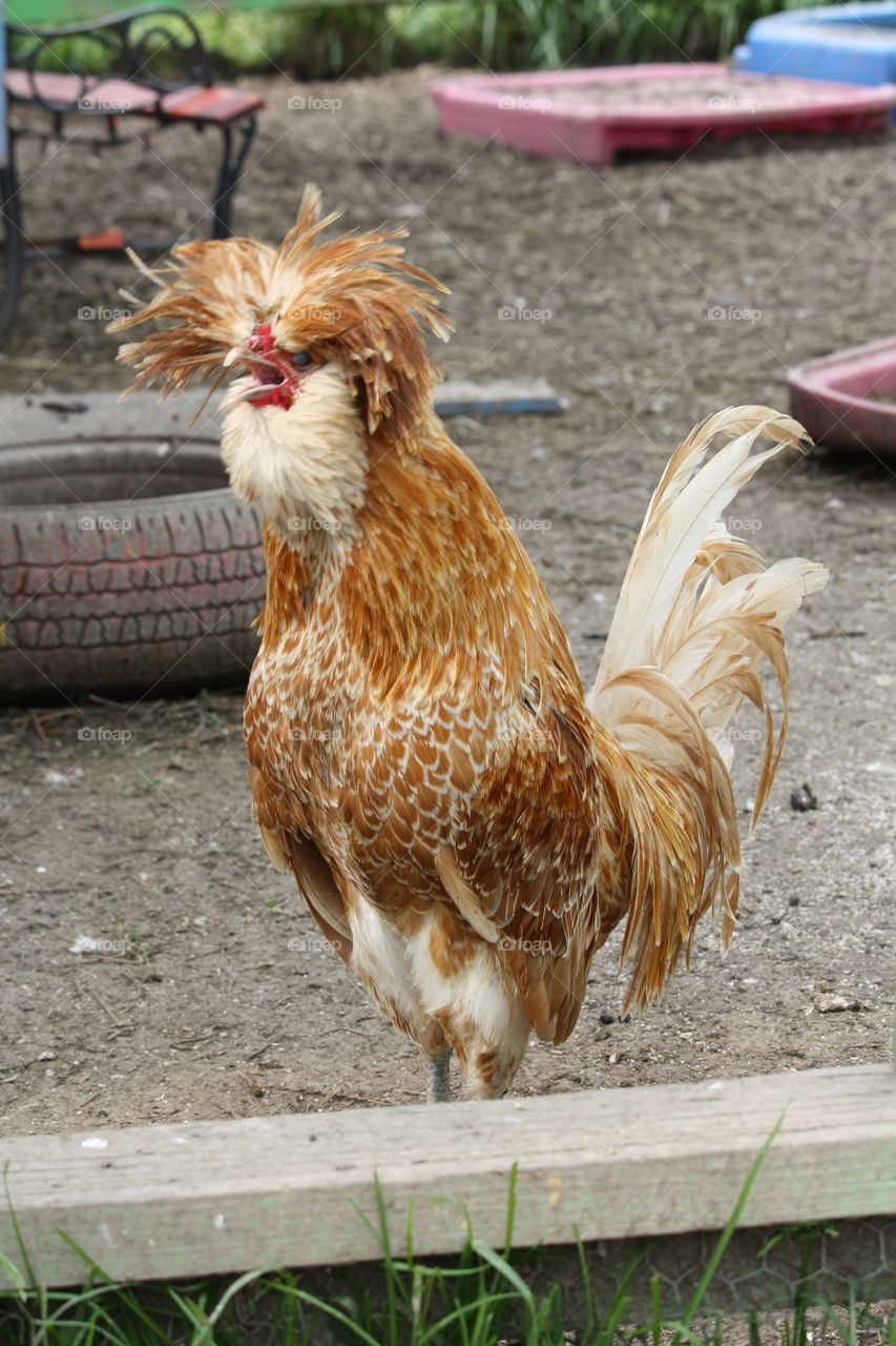 Crowing rooster