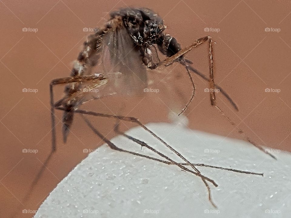mosquito in fly paper