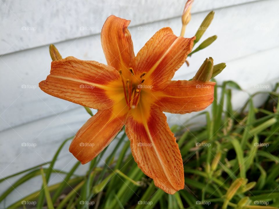 orange lily flower in full bloom