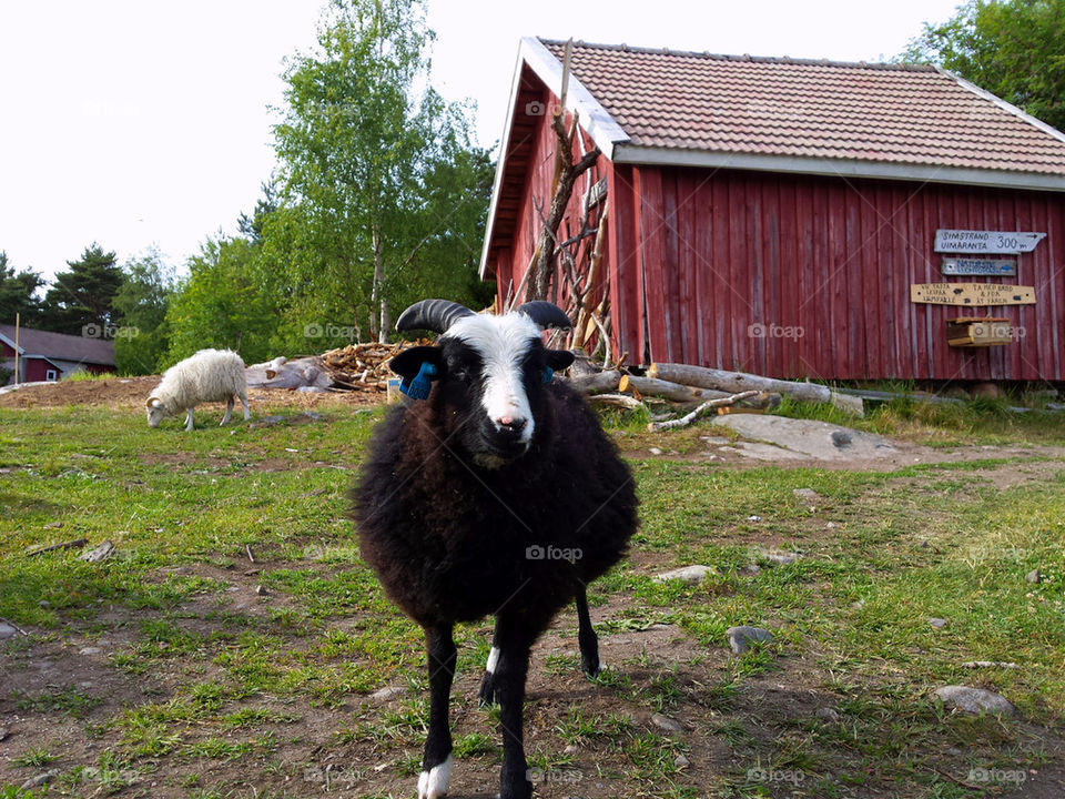 Black sheep of the Island