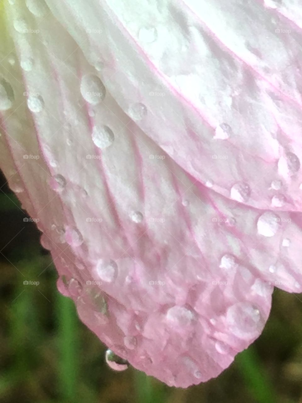 Raindrops on Flower1