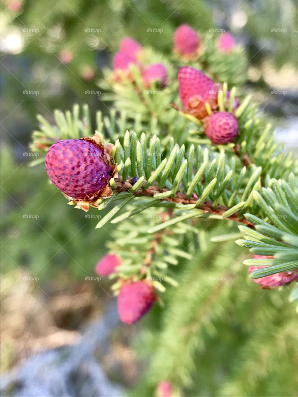 Acorns sprouting in spring