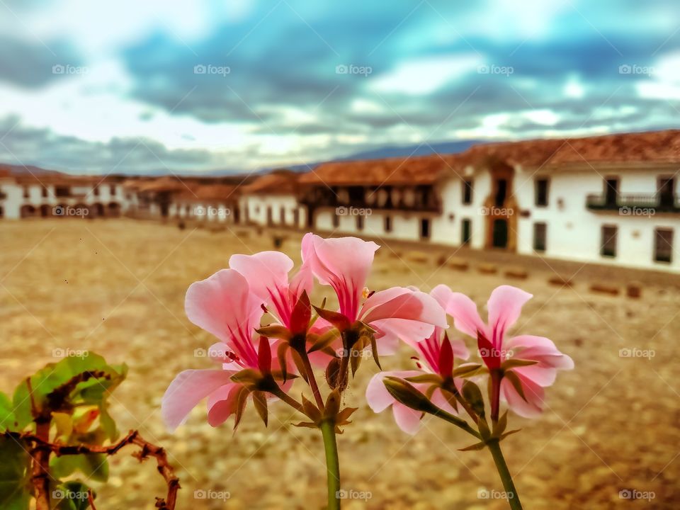 Flores rosadas desde un balcón en la plaza principal de Villa de Leyva Boyacá Colombia en un atardecer durante la cuarentena en mayo de 2020. No people. Pink flowers. Houses un te background