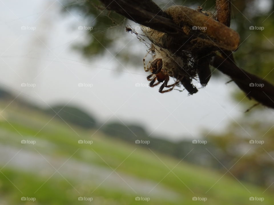 Insect, No Person, Outdoors, Nature, Wildlife