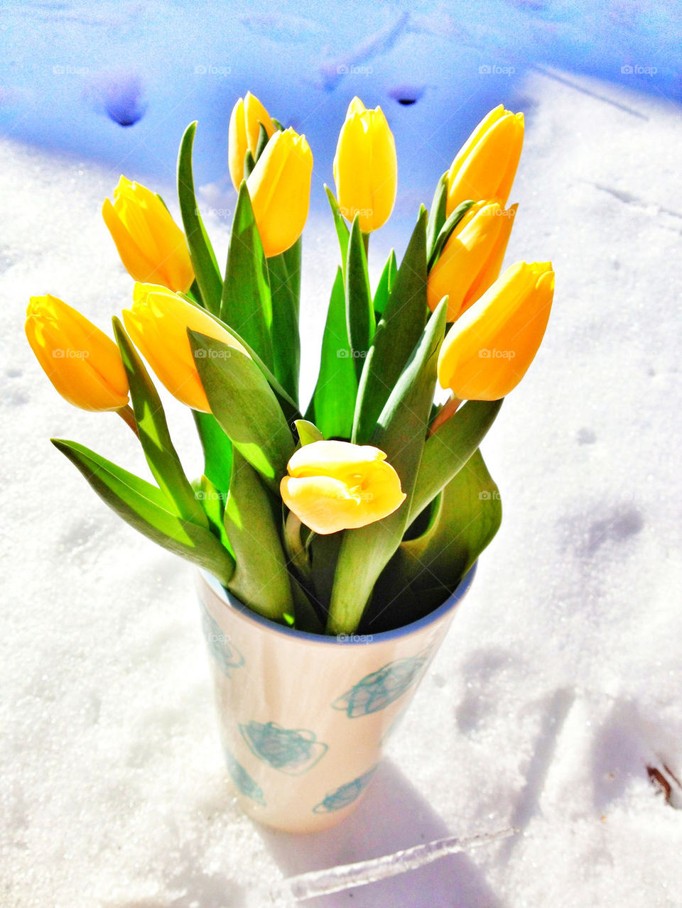 yellow tulips