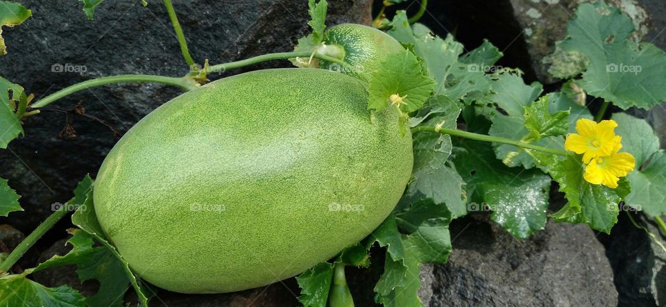 Cucumber plant vines on a pile of rocks