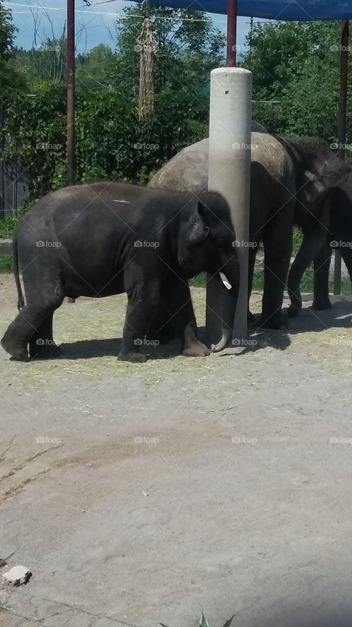 elephant