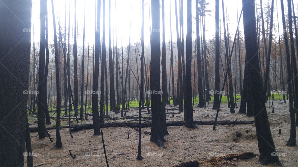 Wildfire Remains