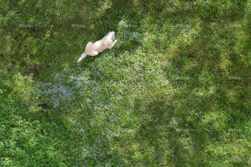 dog resting on a green grass top view background, spring and summer time, minimalistic lifestyle