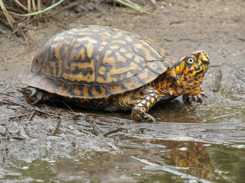 Eastern Box turtle with reflection