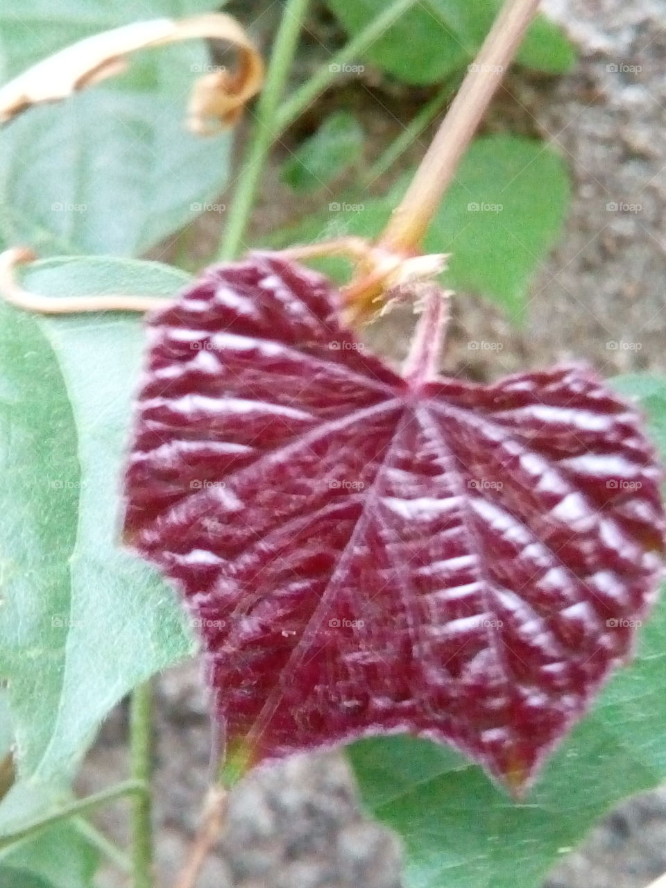 red leaf