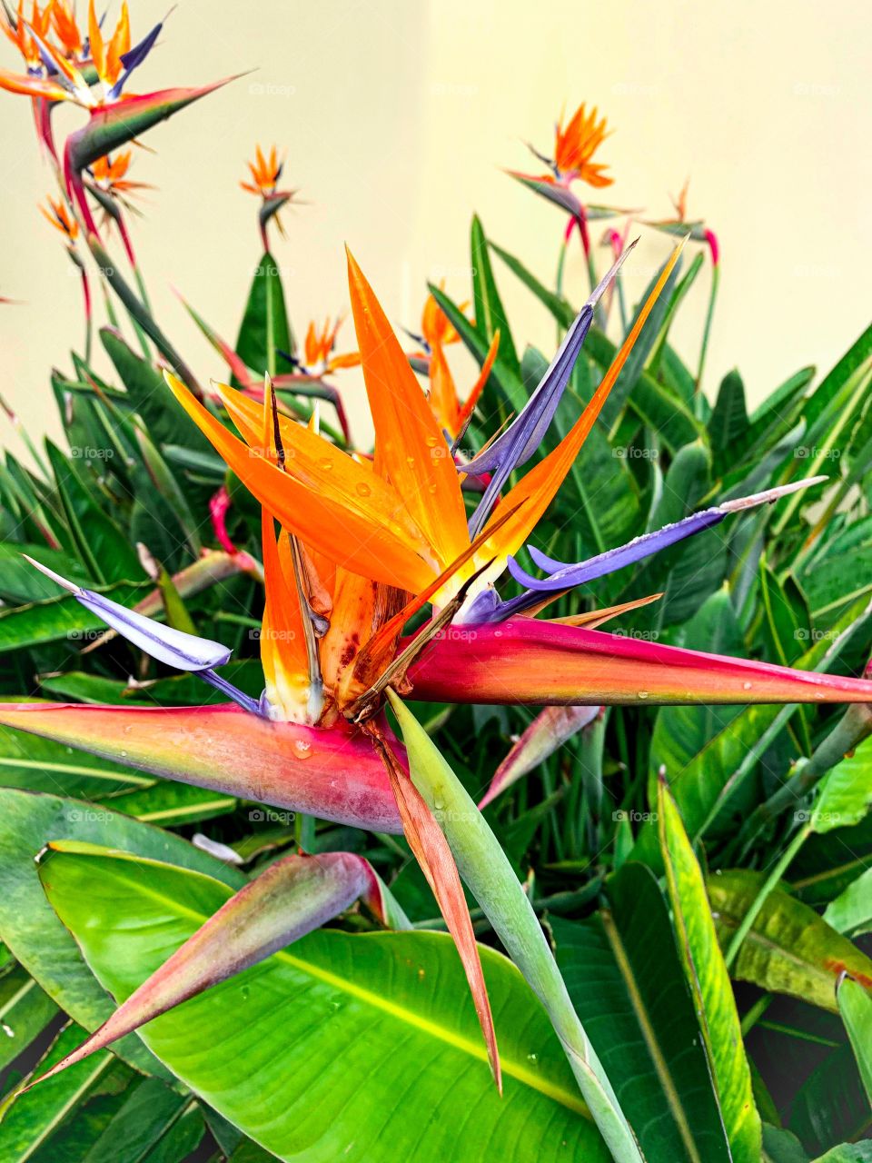 Bright and colorful bird of paradise flower in Laguna Niguel, California. 