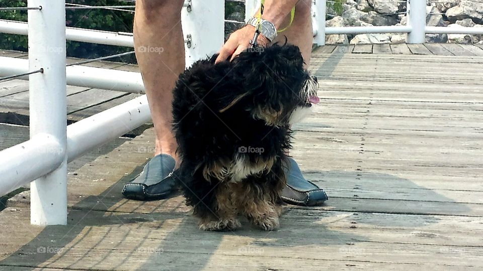 Dogs. Walking on the Deck