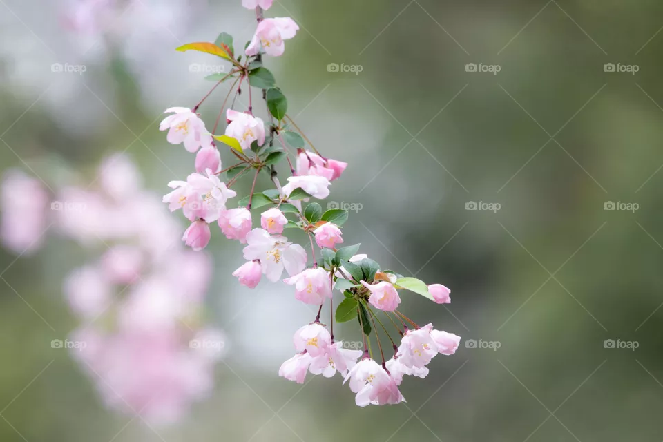春天来了