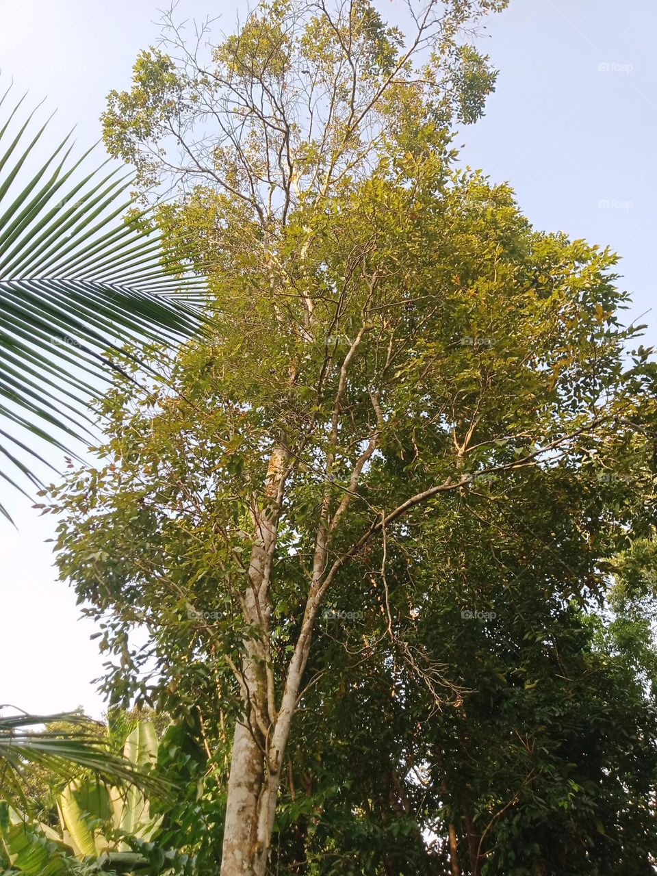 Excellent for background and design work