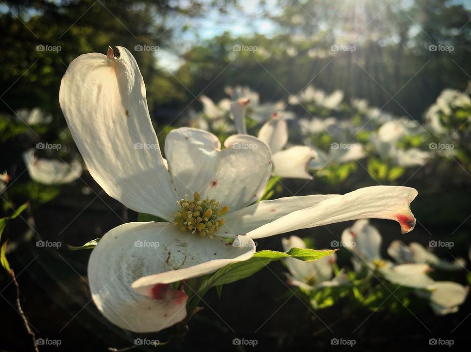 Dogwood flower