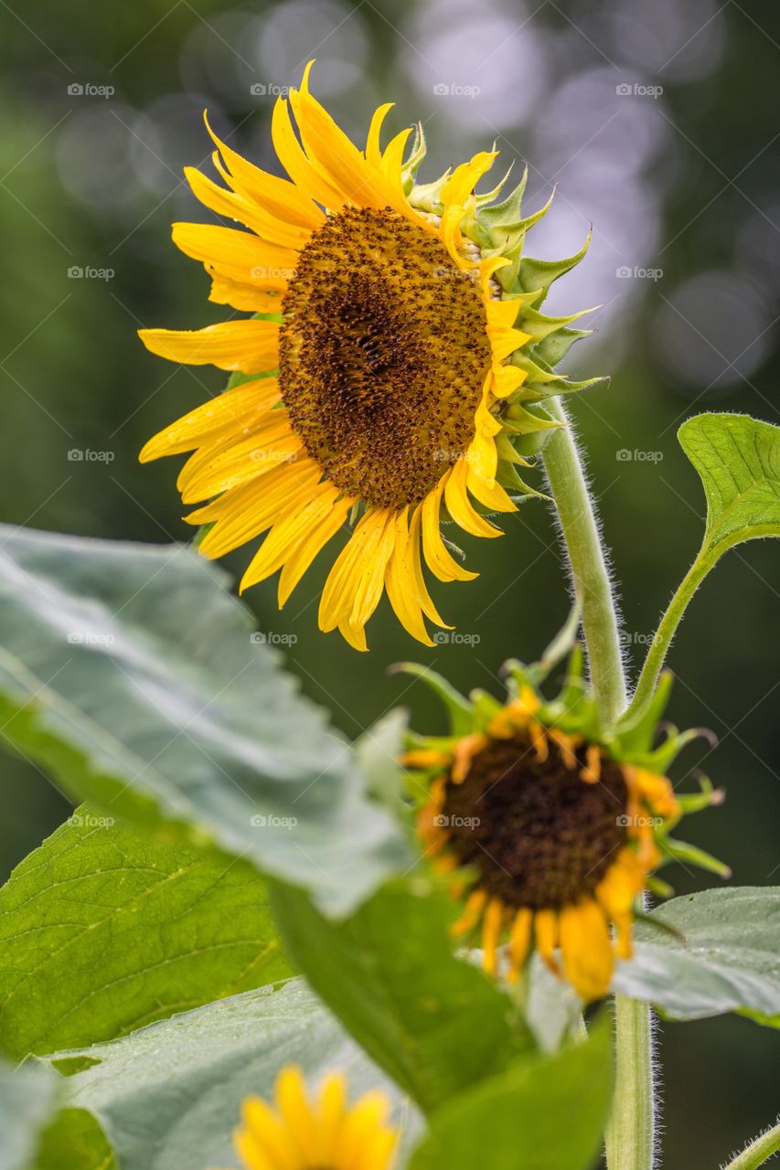 Vertical photo of a sunflower with another sunflower in soft focus below it 
