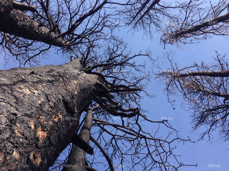 Looking up at burned trees. View from the ground looking up at burned trees with blue sky background