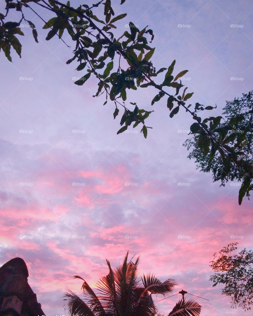 This is a image of a evening sky.The sky is blue in colour and the surrounding clouds are pink in colour.This sunsetting evening is seems amazing.The sky can be seen through trees and clouds are in pink colour because of the sun rays of setting sun.
