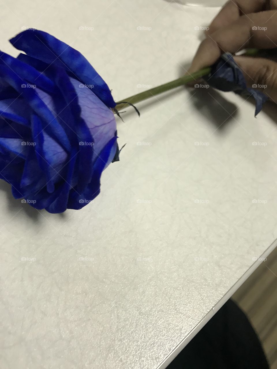 Blue Rose...
