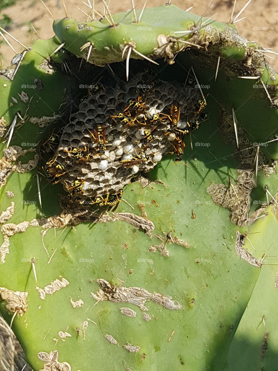 Wespennest im Kaktus