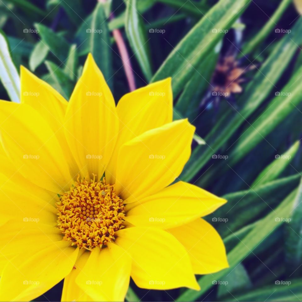 Beautiful Yellow Summer Flower