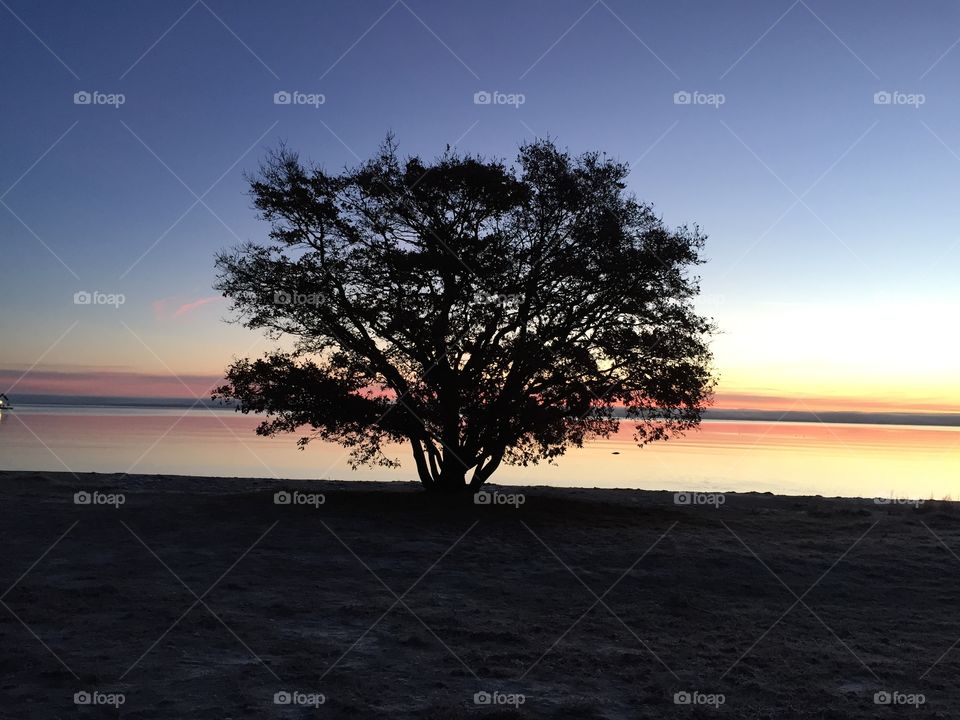 Silhouette of a tree at the time of sunset