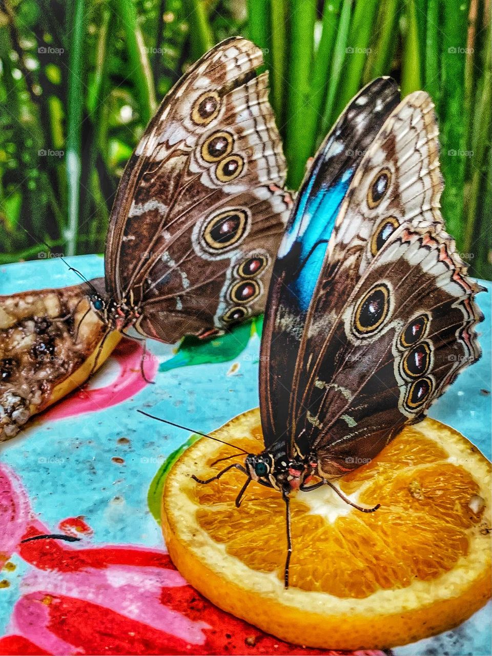 BUTTERFLIES AND FRUIT