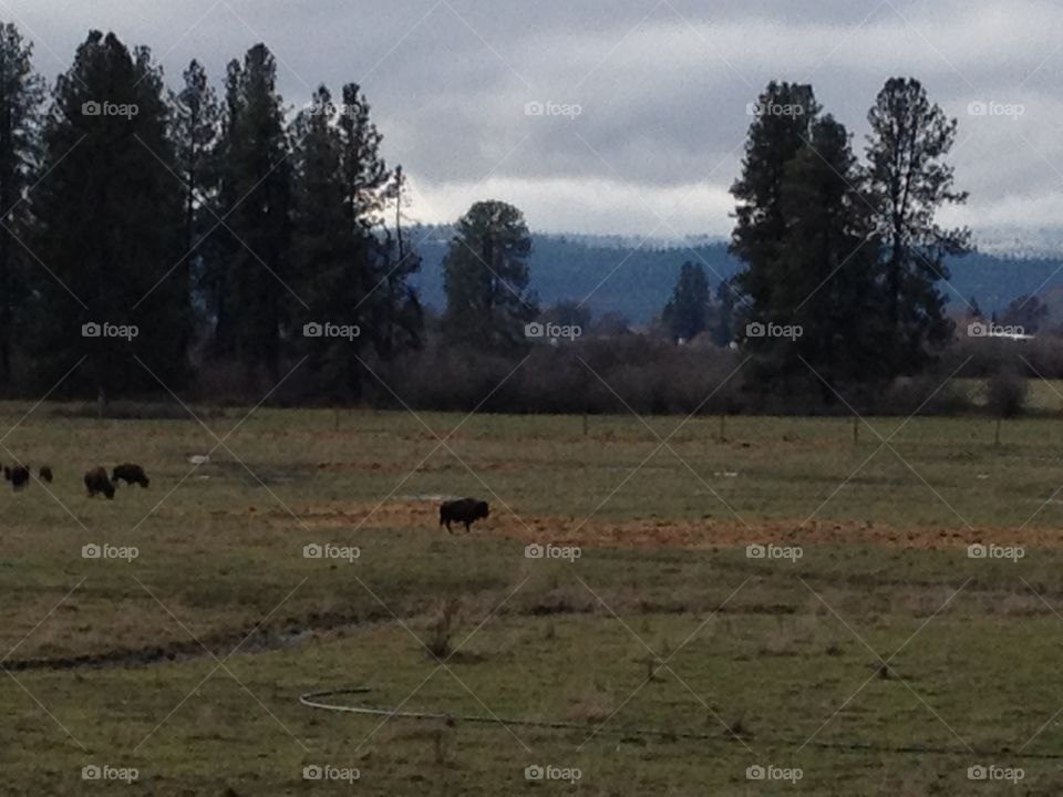 Buffalo Herd