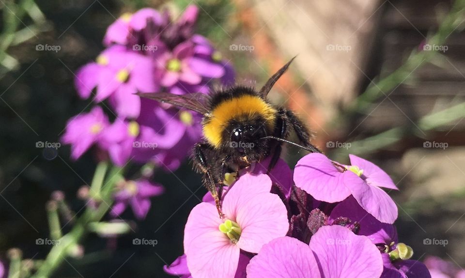 Nature, Flower, Bee, Insect, No Person