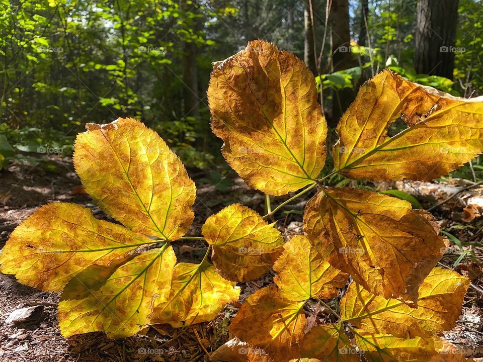 Leaves