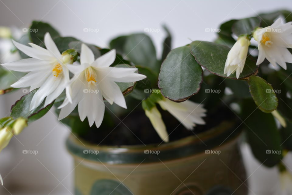 house plants beautiful flowers love