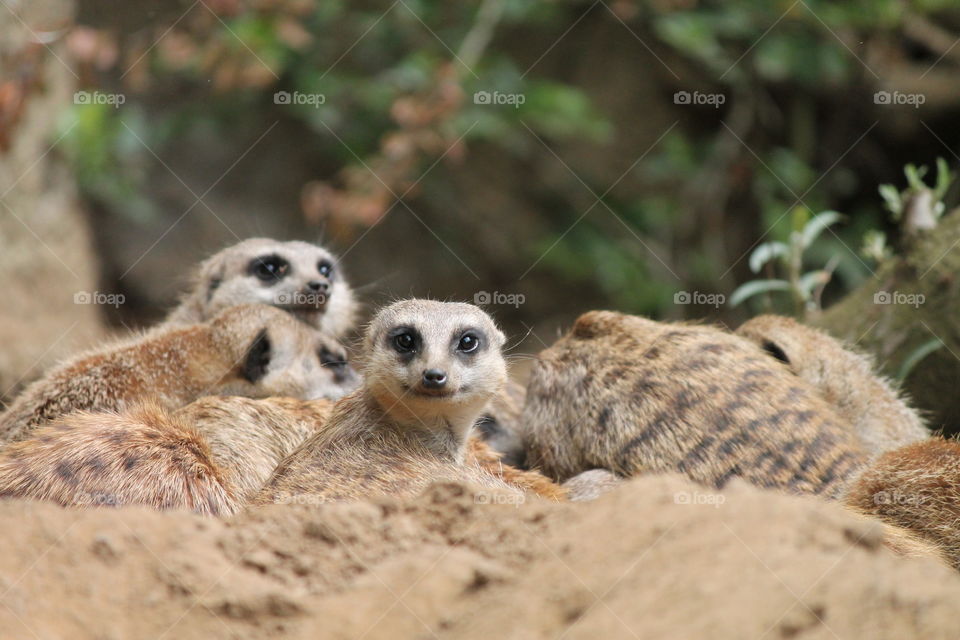 Meerkat