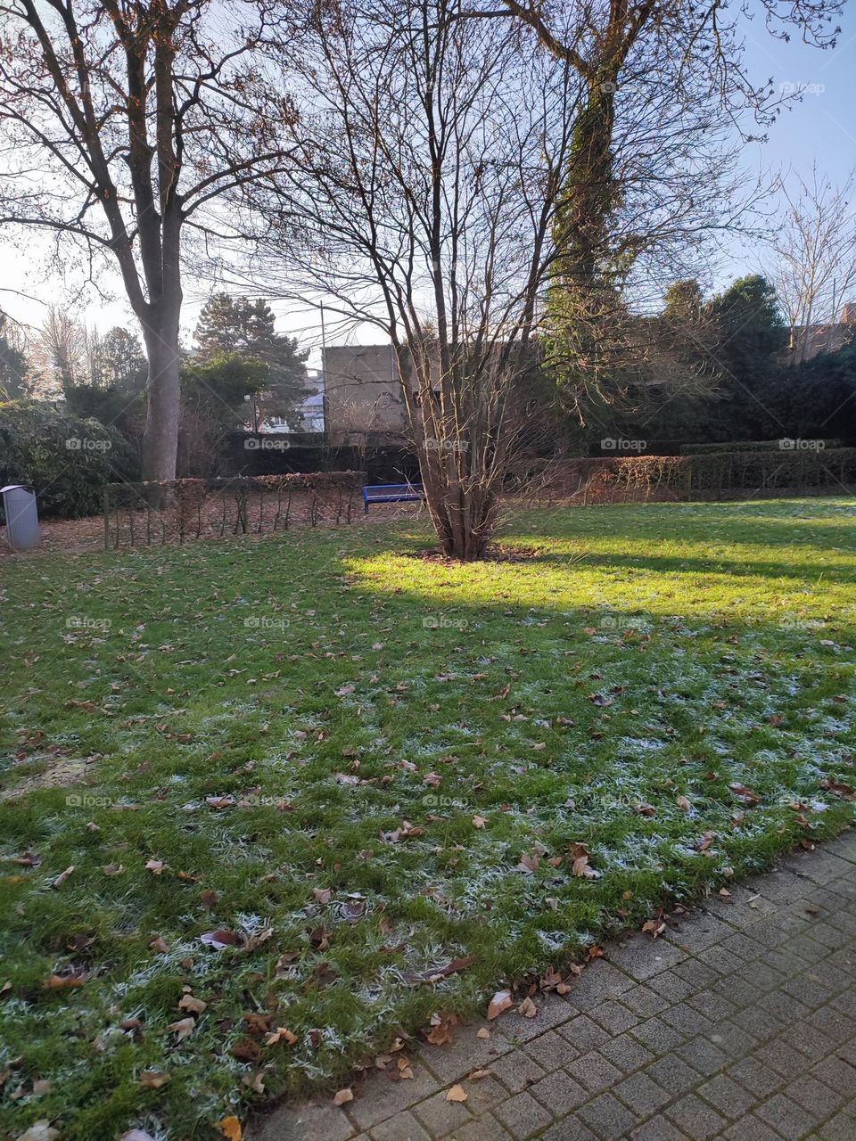 Wood, forest, nature