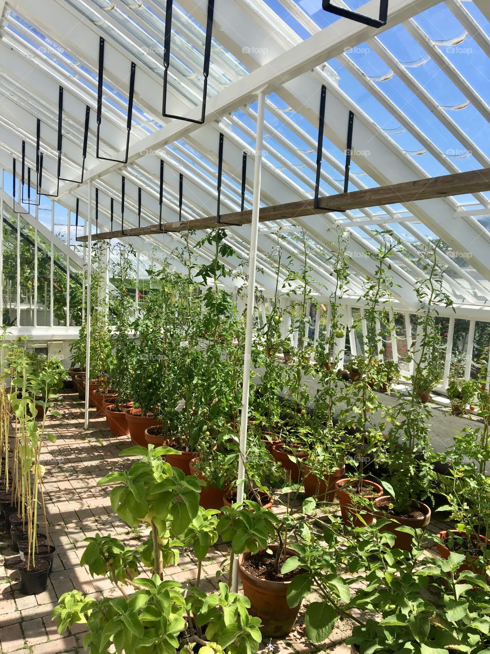 Herbs and Plants glasshouse