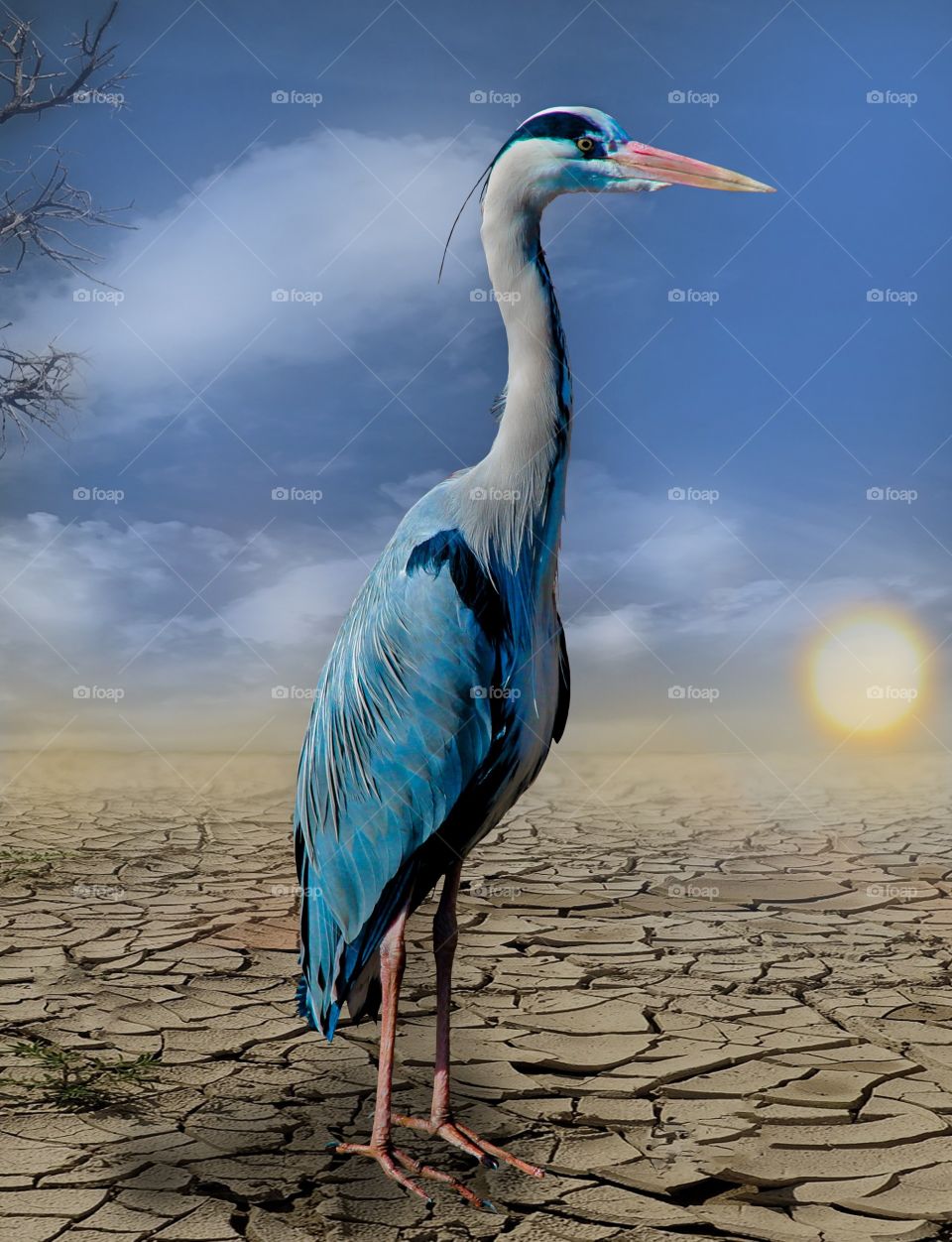 Beautiful and cute bird