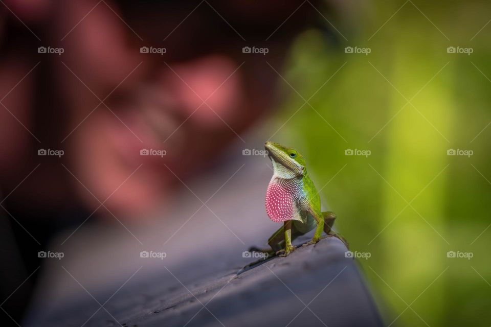 A herp enthusiast admires the display from the territorial Carolina Anole. 