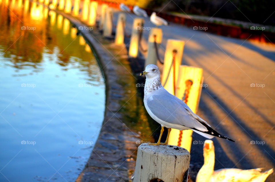 seagull