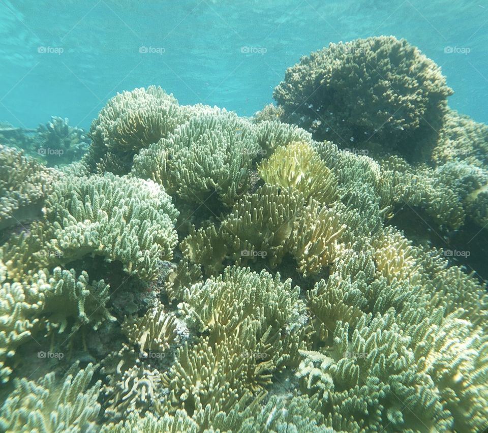 Coral Reef, Raja Ampat