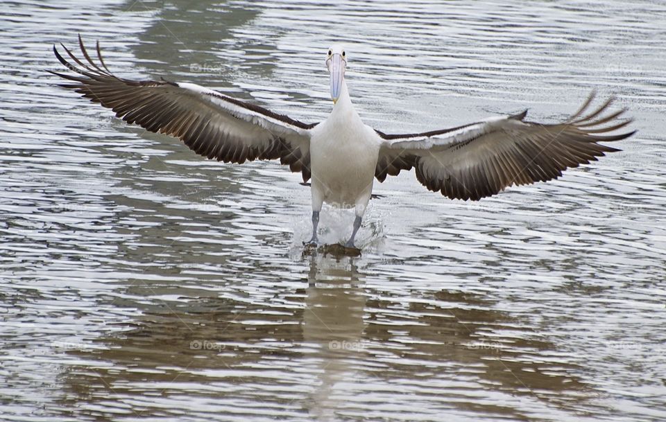 Pelican gliding in for water landing
