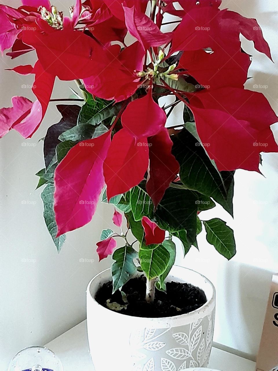 a red and green plant thriving in a white and grey pot in a family home, showing off its beauty