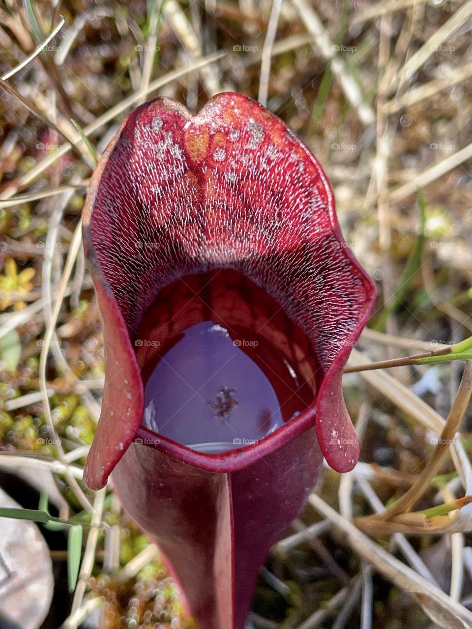 Purple Pitcher Plant