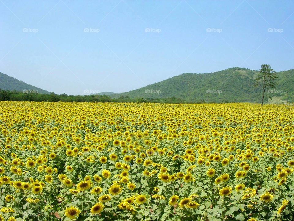 Field of sunflowers. in Thailand