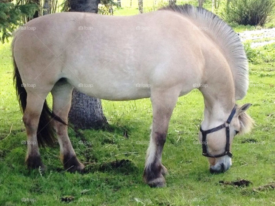 field horses grass summer by arman