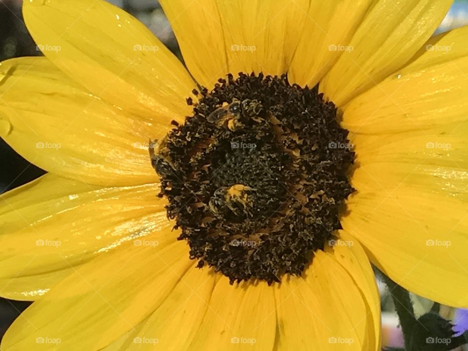 Sunflower attracting honey bees